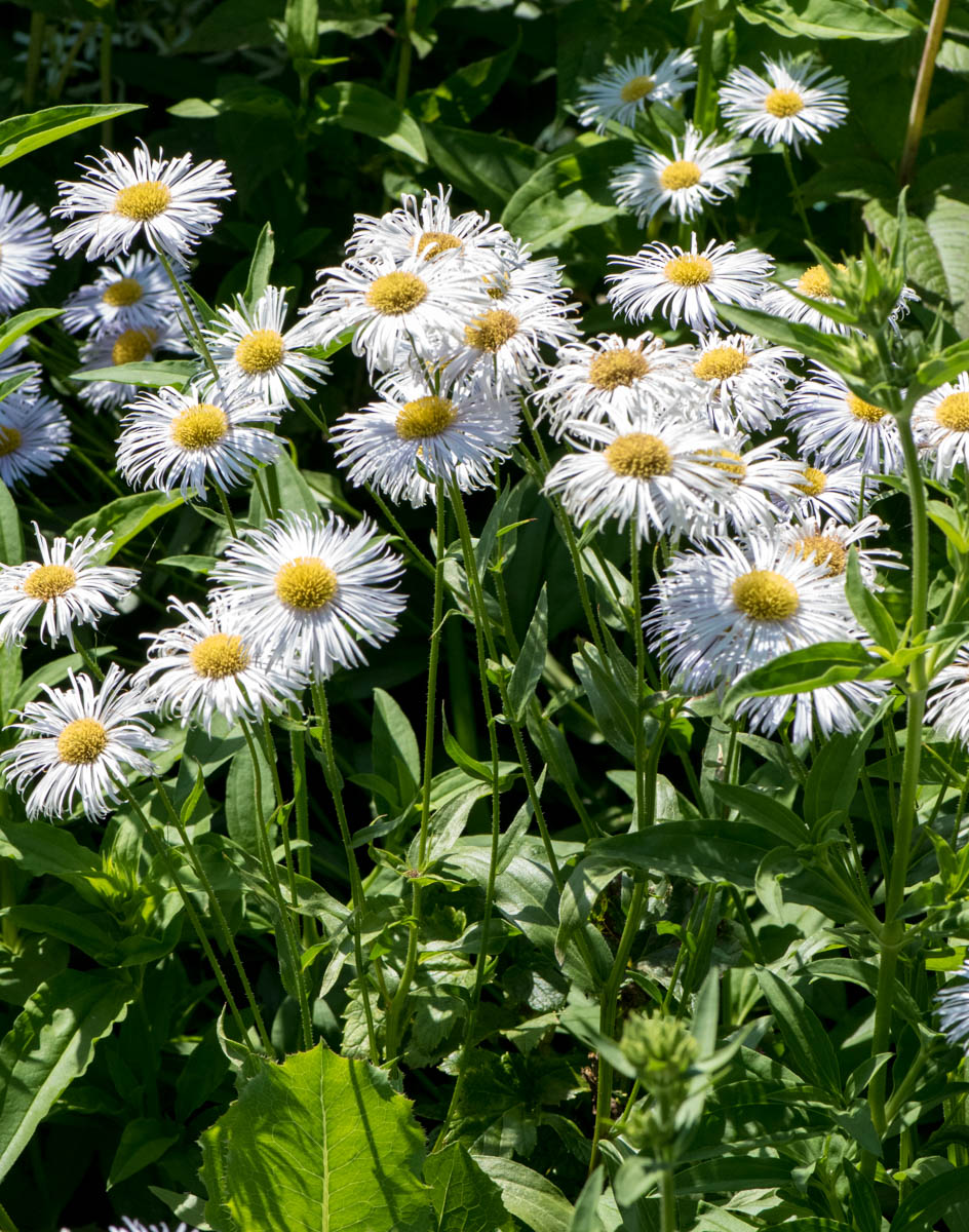 Image of genus Erigeron specimen.