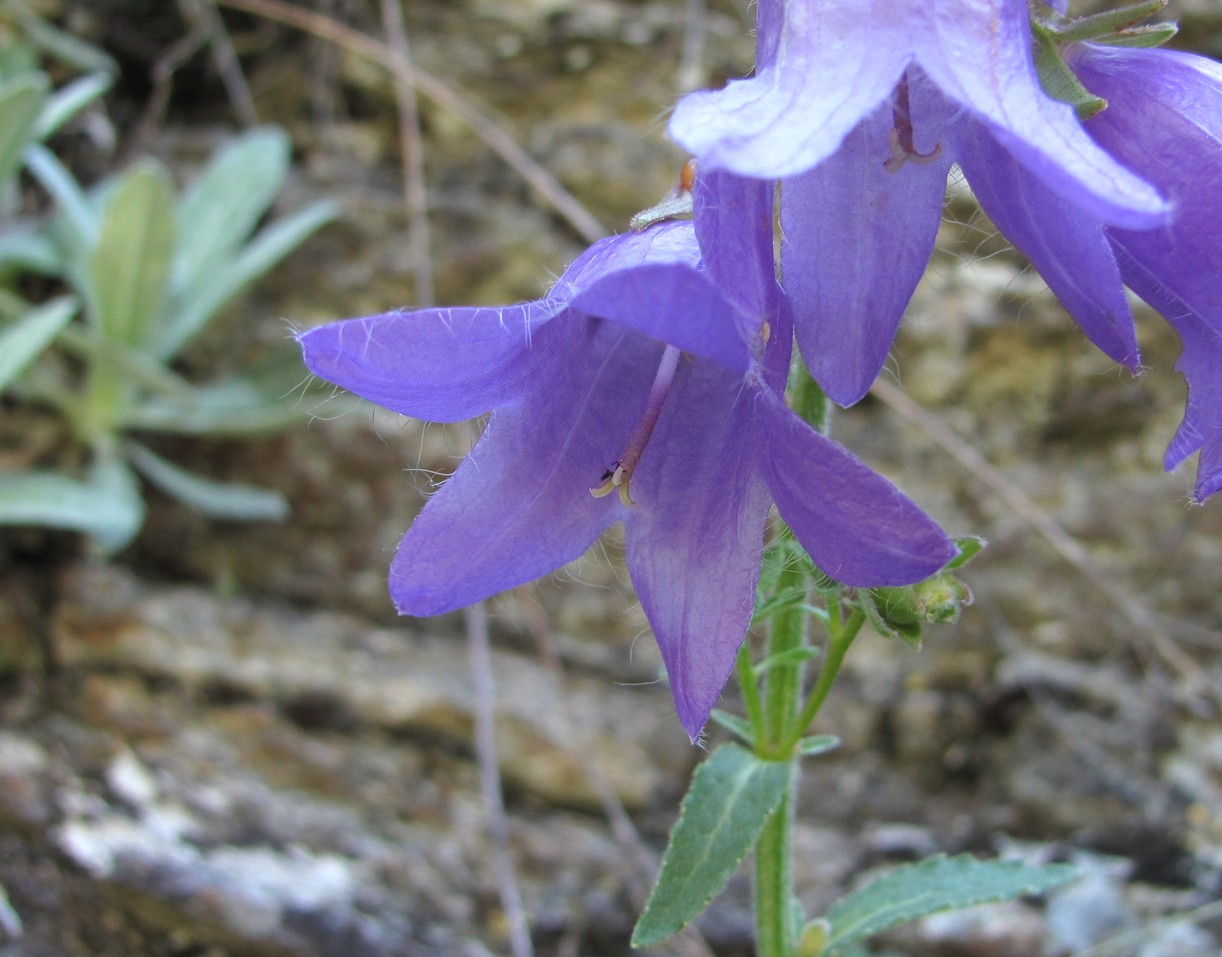 Image of Campanula sarmatica specimen.