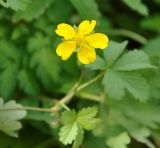 Potentilla reptans