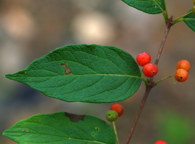 Image of Lonicera ruprechtiana specimen.