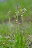 Plantago atrata. Верхушка цветущего растения. Краснодарский край, Мостовский р-н, окр. пос. Кировский, вост. край хр. Малый Бамбак, лев. берег р. Бугунж, 1660 м н.у.м., субальпийский луг. 20.05.2019.