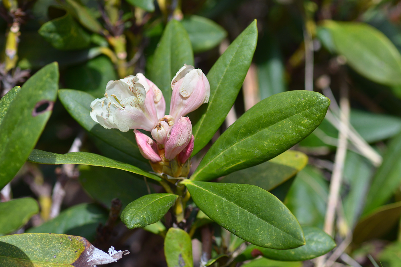 Image of Rhododendron caucasicum specimen.