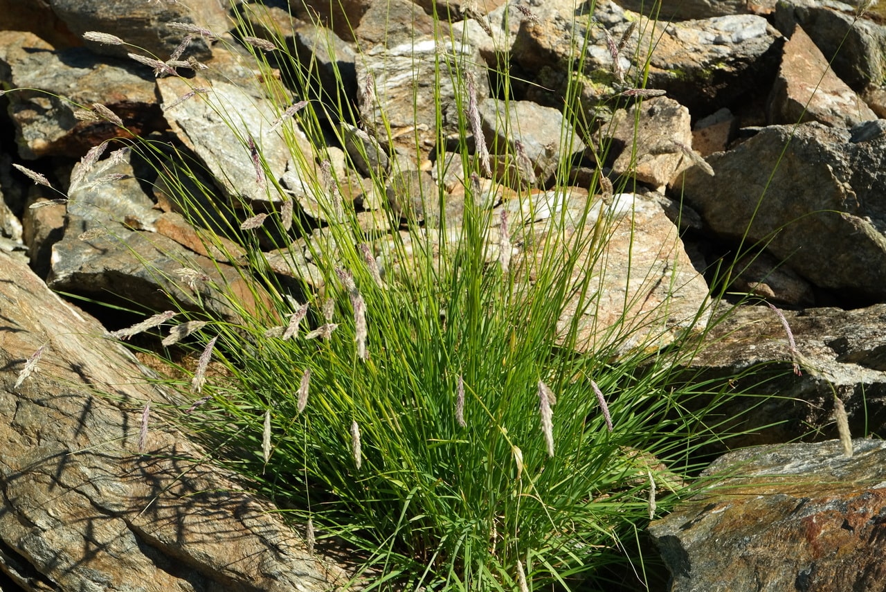 Image of Alopecurus ponticus specimen.