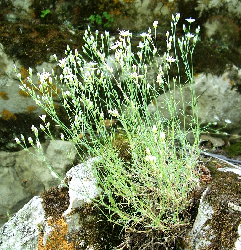 Image of Minuartia krascheninnikovii specimen.