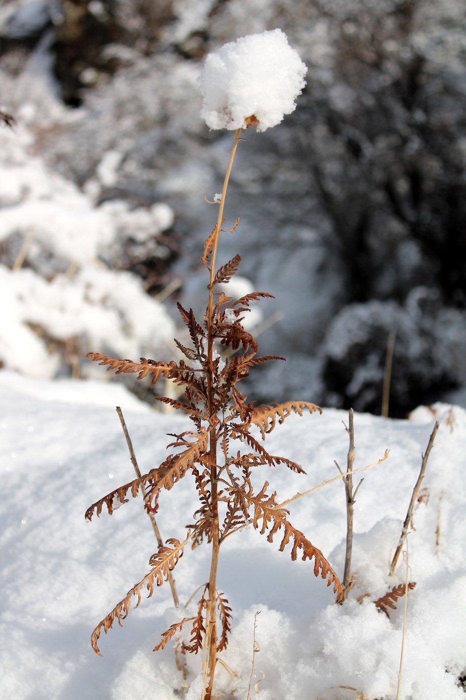 Изображение особи Achillea filipendulina.