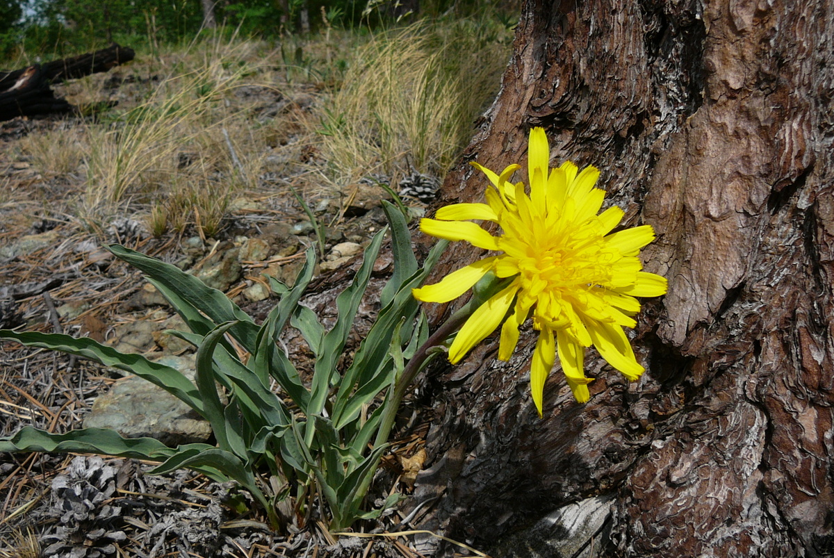 Изображение особи Scorzonera glabra.