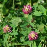 Trifolium medium