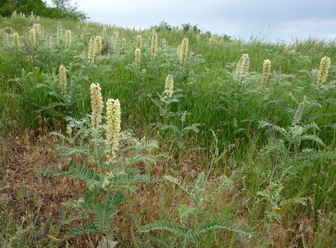 Image of Pseudosophora alopecuroides specimen.