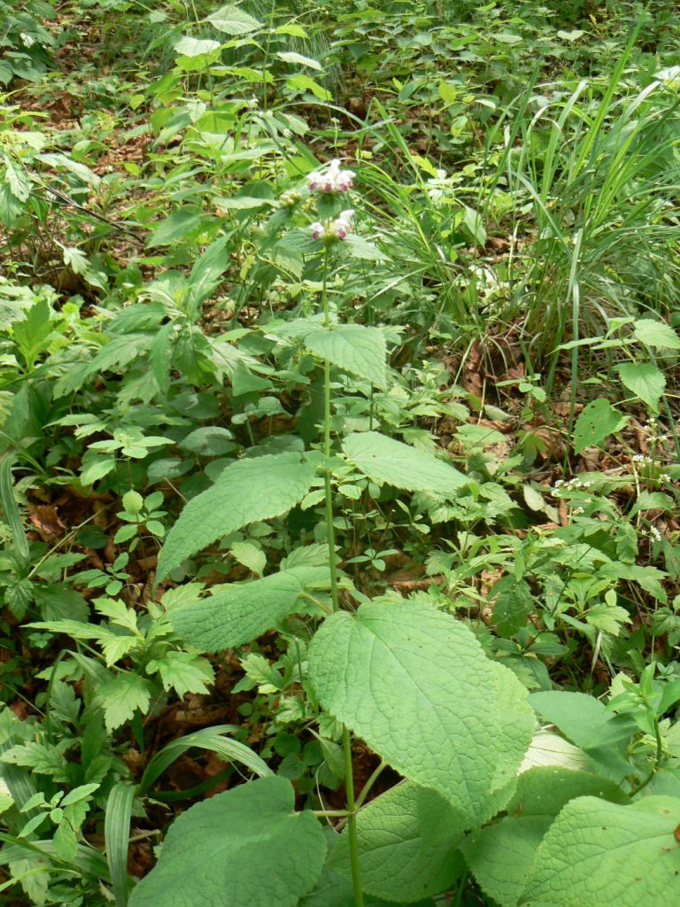 Изображение особи Phlomoides maximowiczii.