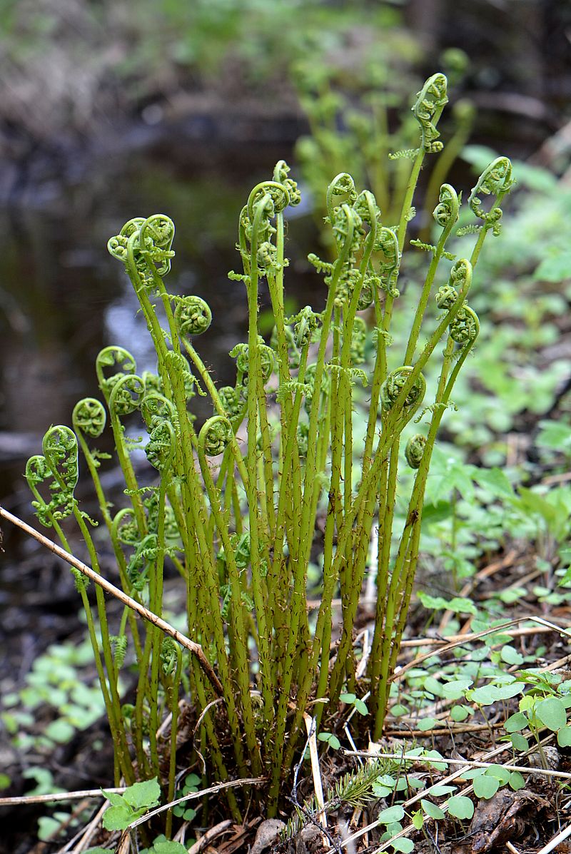 Image of Athyrium filix-femina specimen.