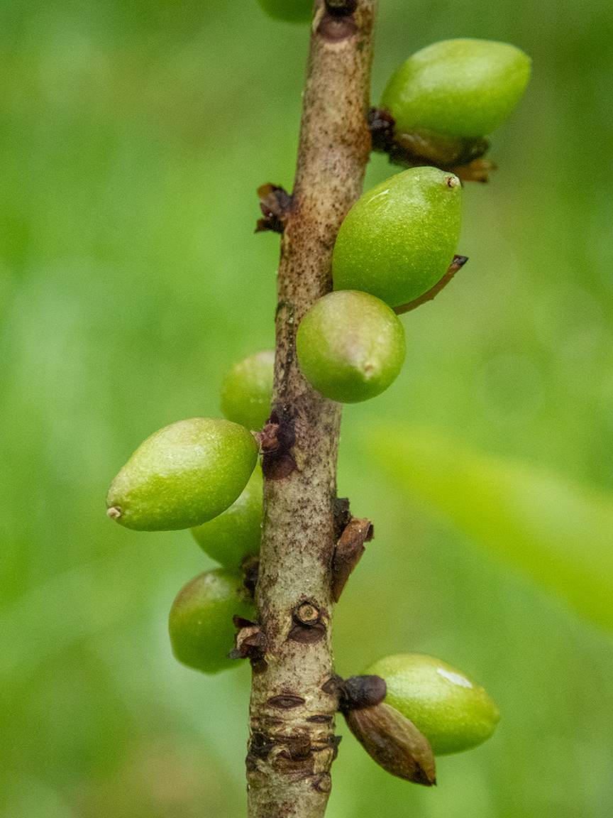 Image of Daphne mezereum specimen.