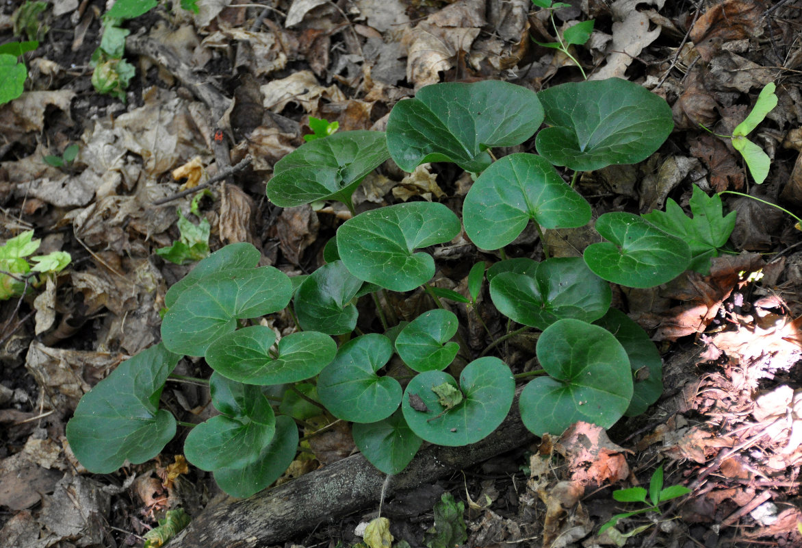 Изображение особи Asarum europaeum.