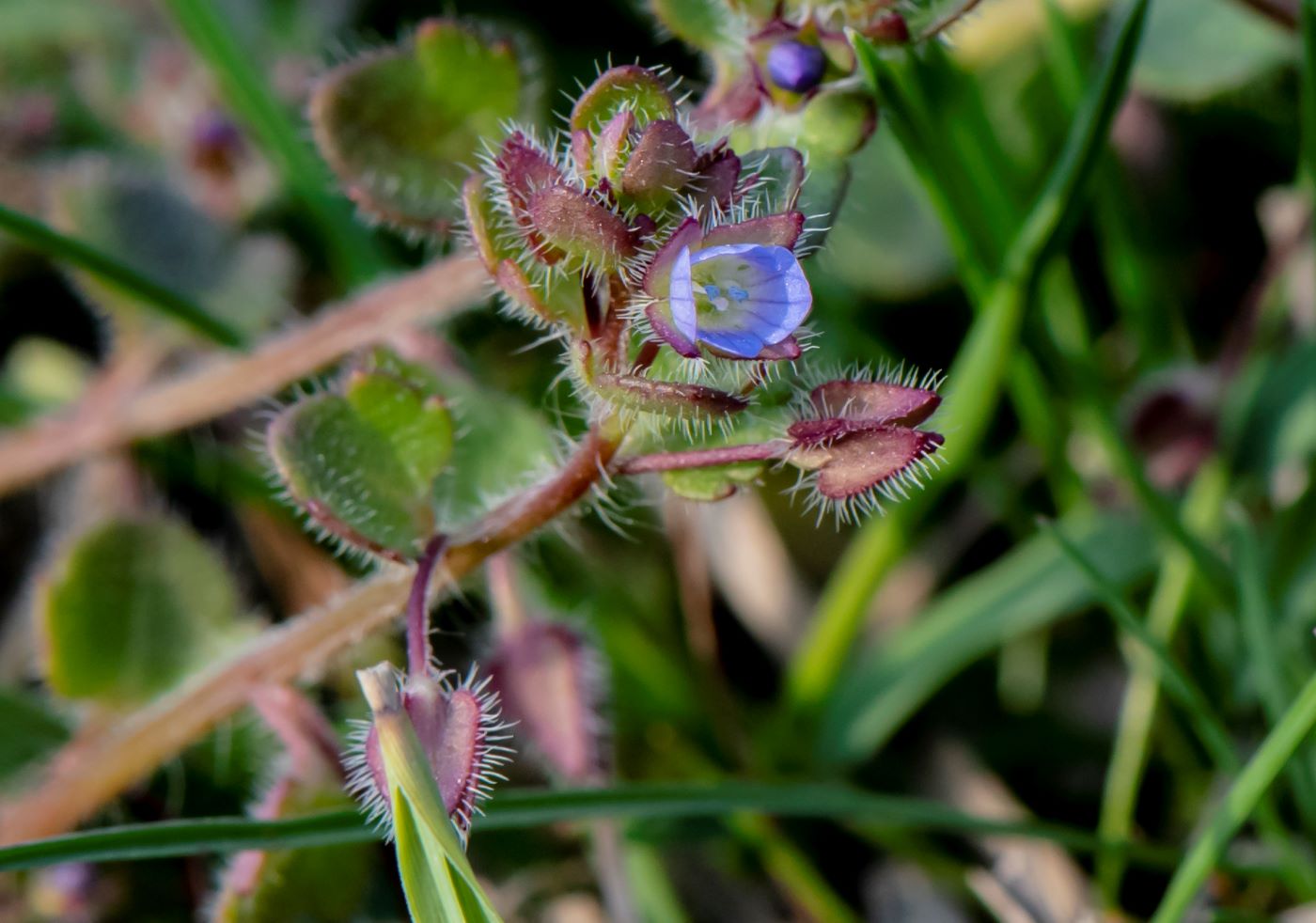 Изображение особи Veronica hederifolia.