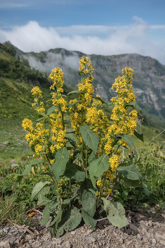 Изображение особи Solidago virgaurea ssp. caucasica.