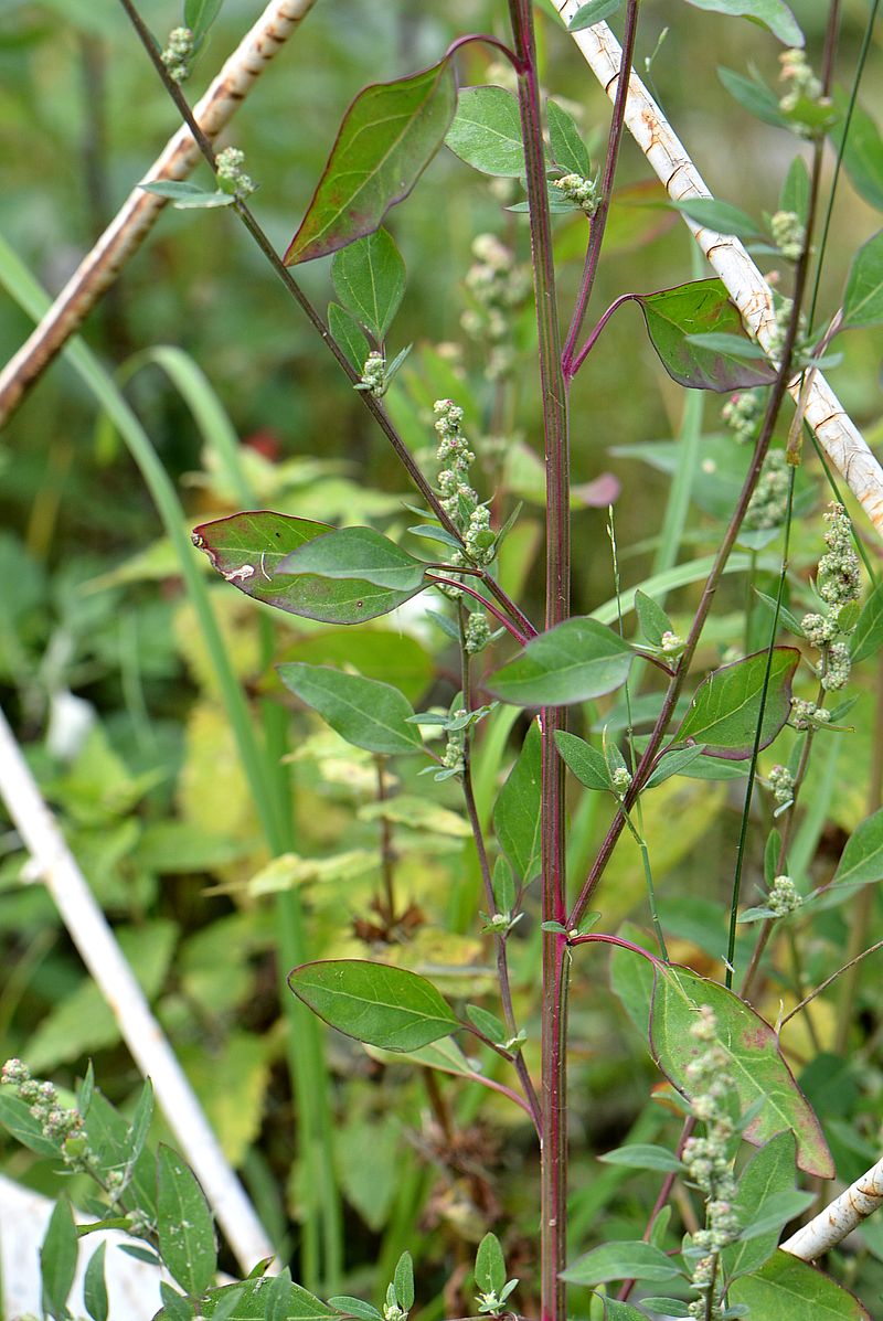 Image of Chenopodium strictum specimen.