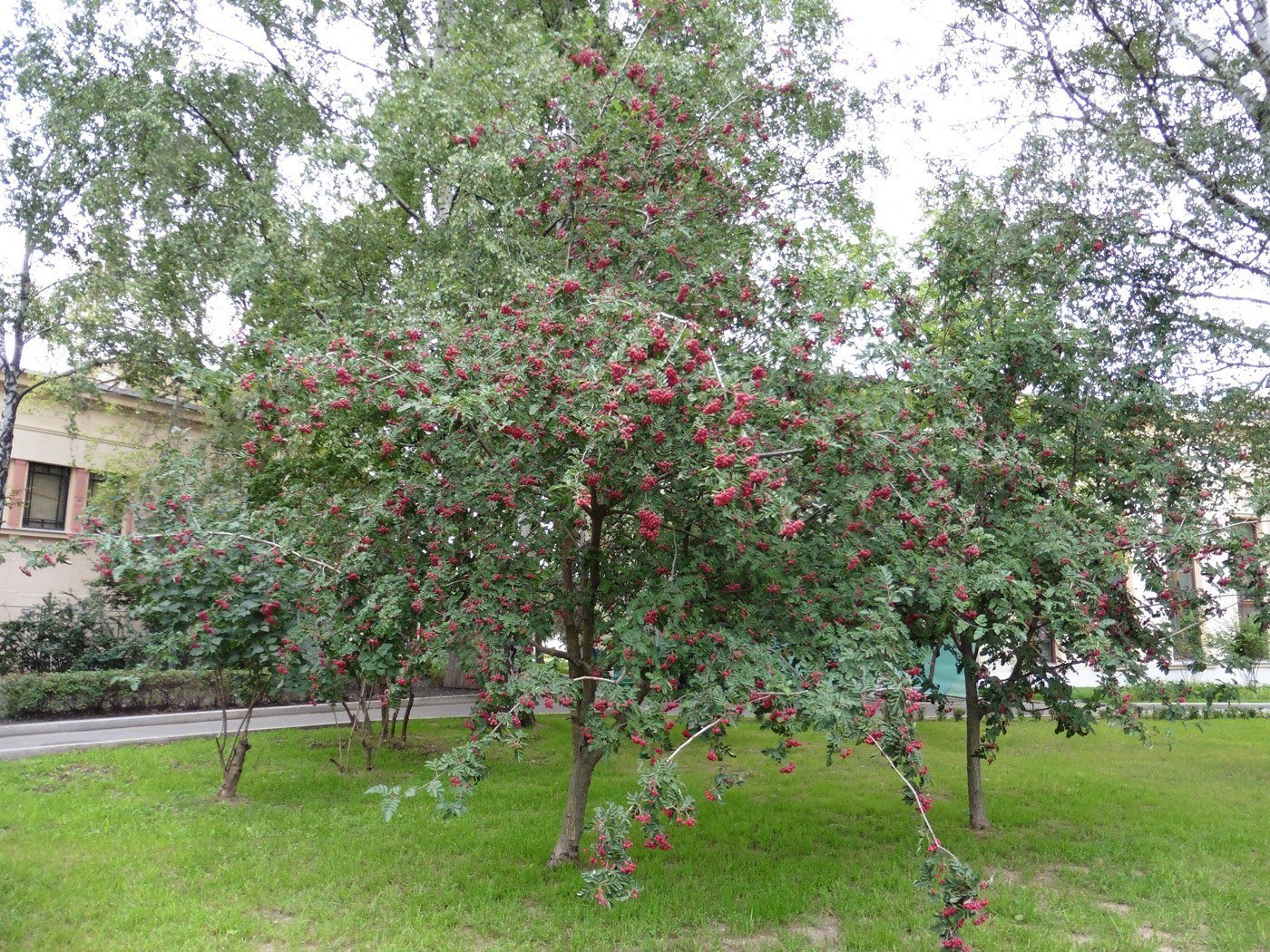 Image of × Crataegosorbus miczurinii specimen.
