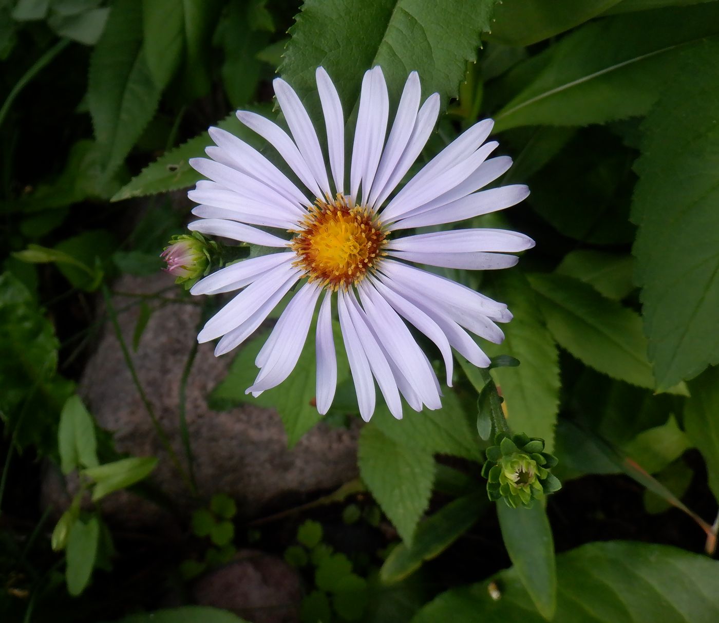 Image of genus Symphyotrichum specimen.