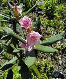 Rhododendron caucasicum