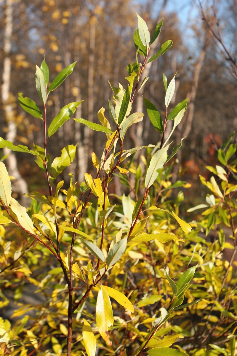 Изображение особи Salix phylicifolia.