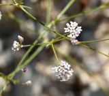 Asperula lipskyana. Соцветия. Краснодарский край, МО г. Анапа, окр. с. Сукко, окр. оз. Сукко, каменистая осыпь вдоль дороги к озеру. 10.06.2019.