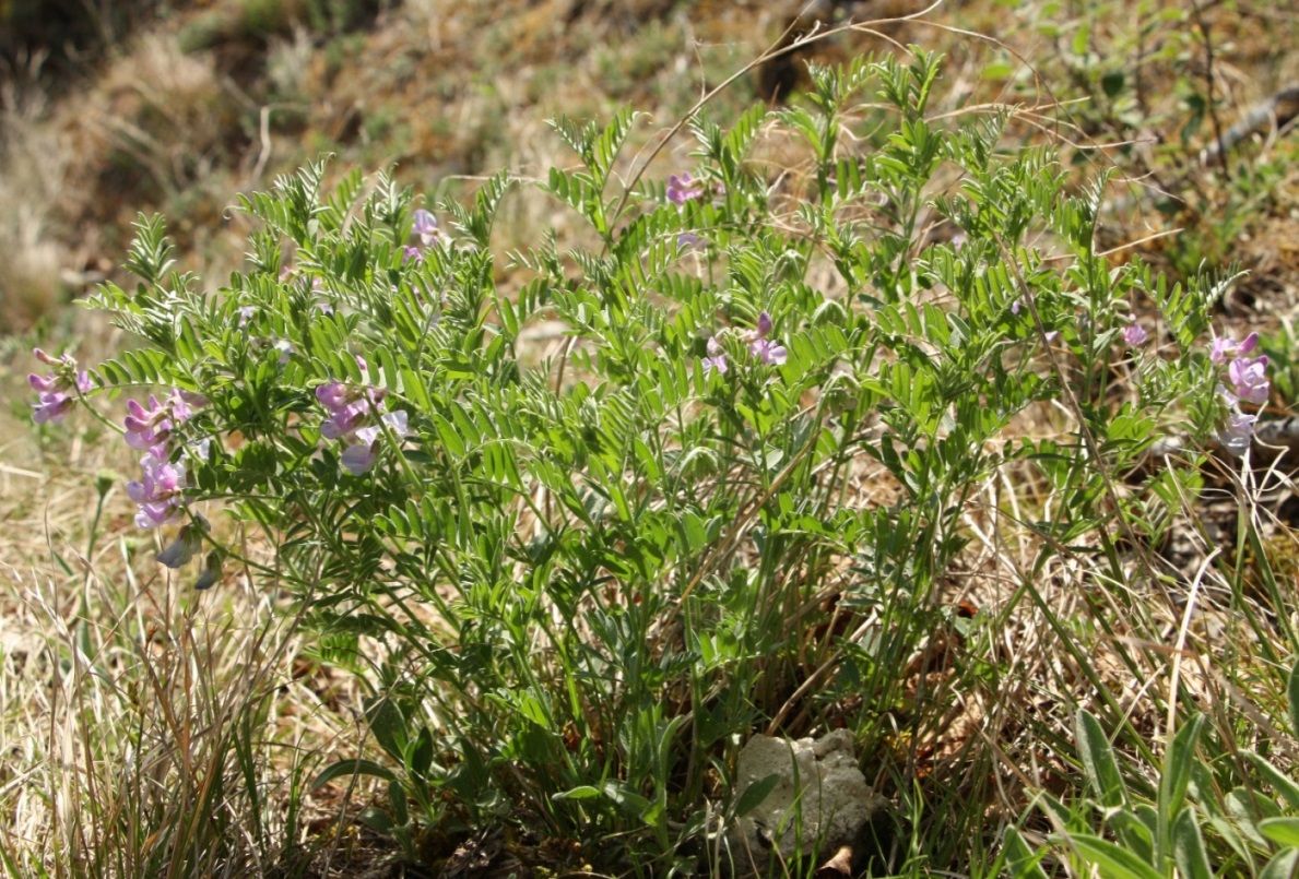 Изображение особи Vicia uralensis.