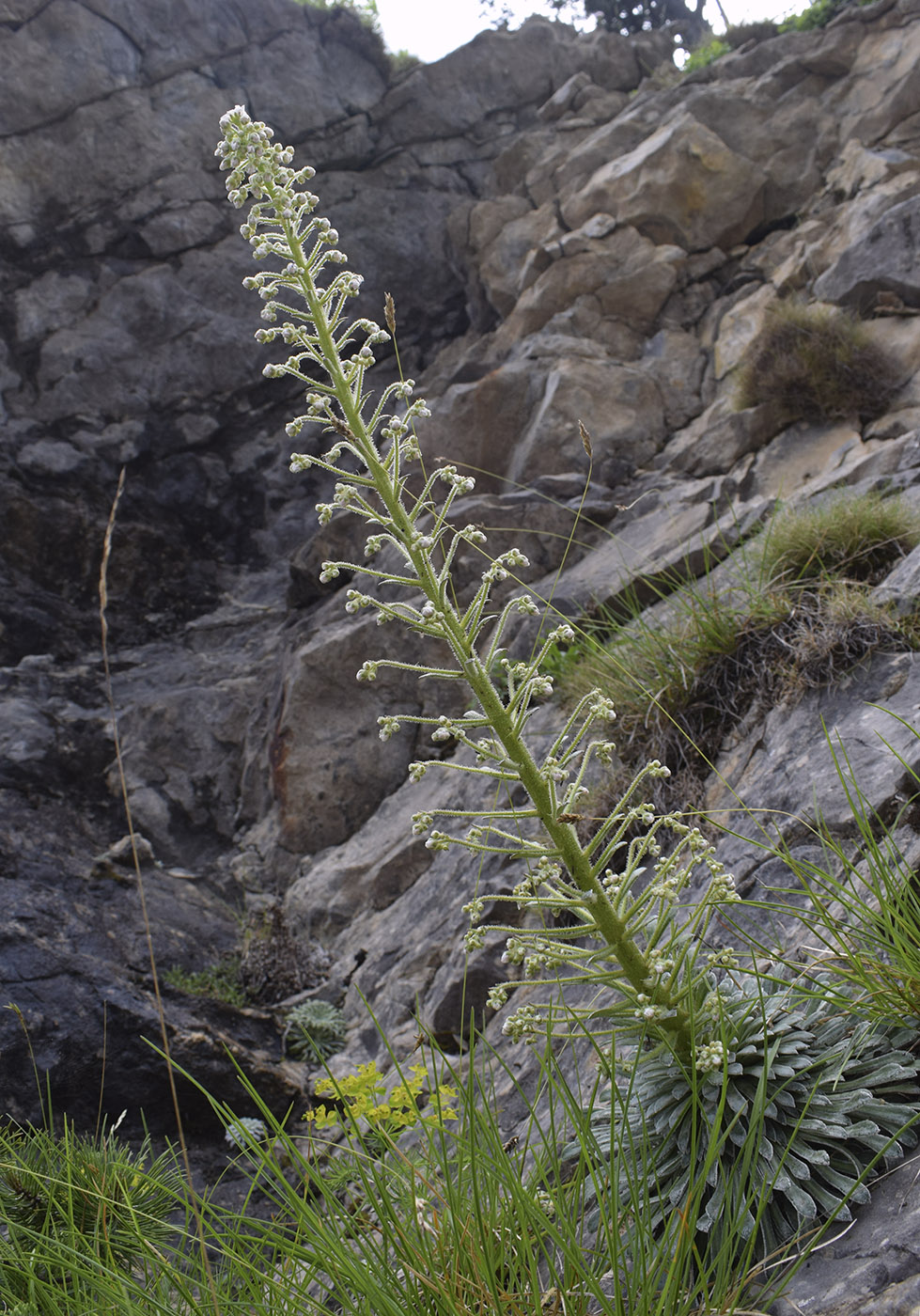 Изображение особи Saxifraga longifolia.
