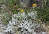 Senecio leucophyllus