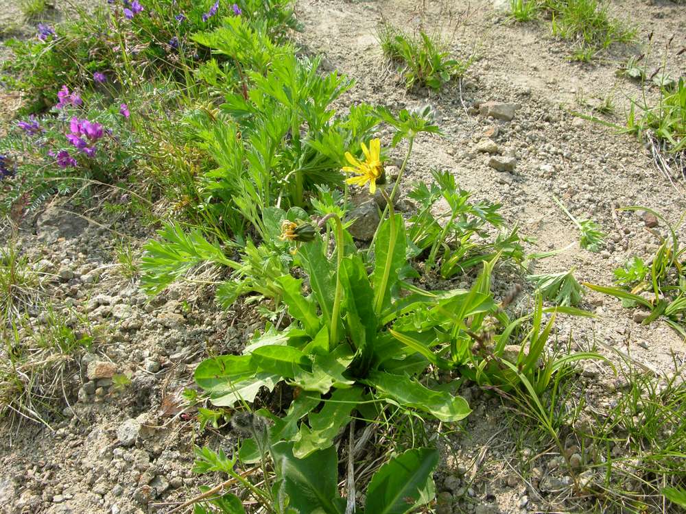 Image of Taraxacum acricorne specimen.