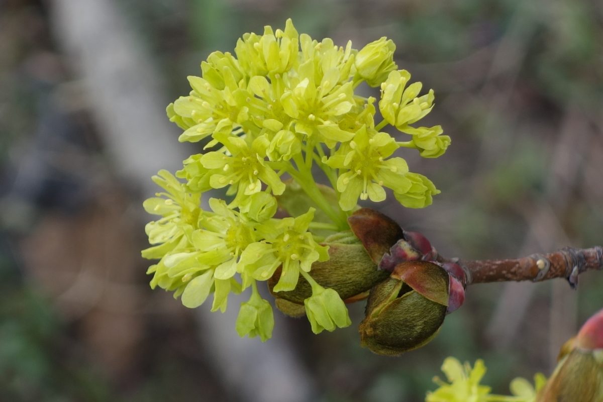 Изображение особи Acer platanoides.