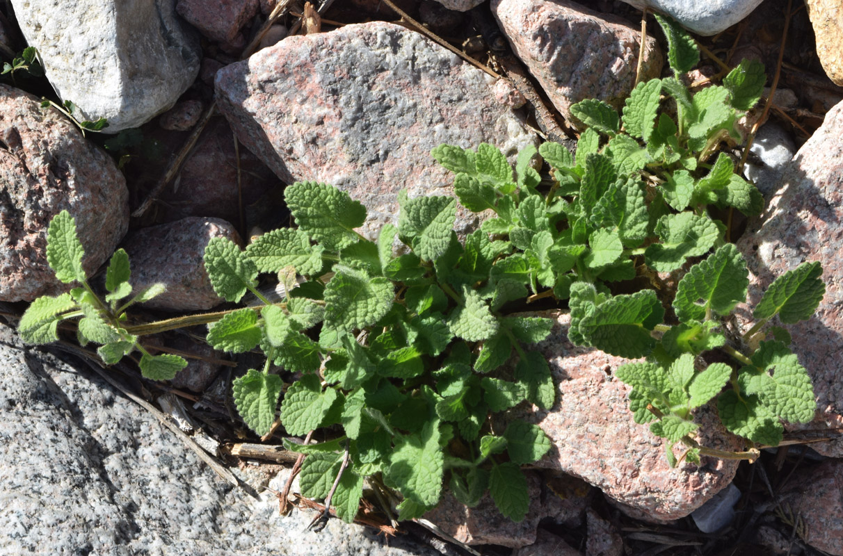 Image of Stachys hissarica specimen.