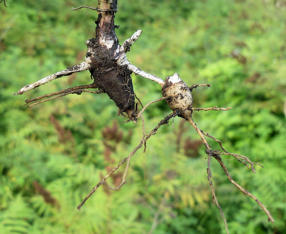 Image of Aconitum consanguineum specimen.