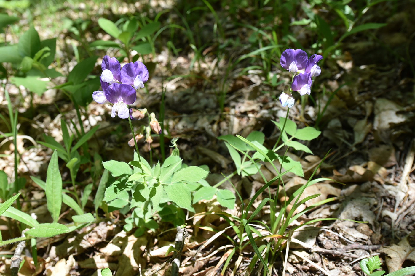 Image of Lathyrus laxiflorus specimen.