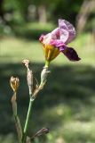 Iris × hybrida. Верхушка отцветающего растения. Абхазия, г. Сухум, Сухумский ботанический сад, в культуре. 14.05.2021.