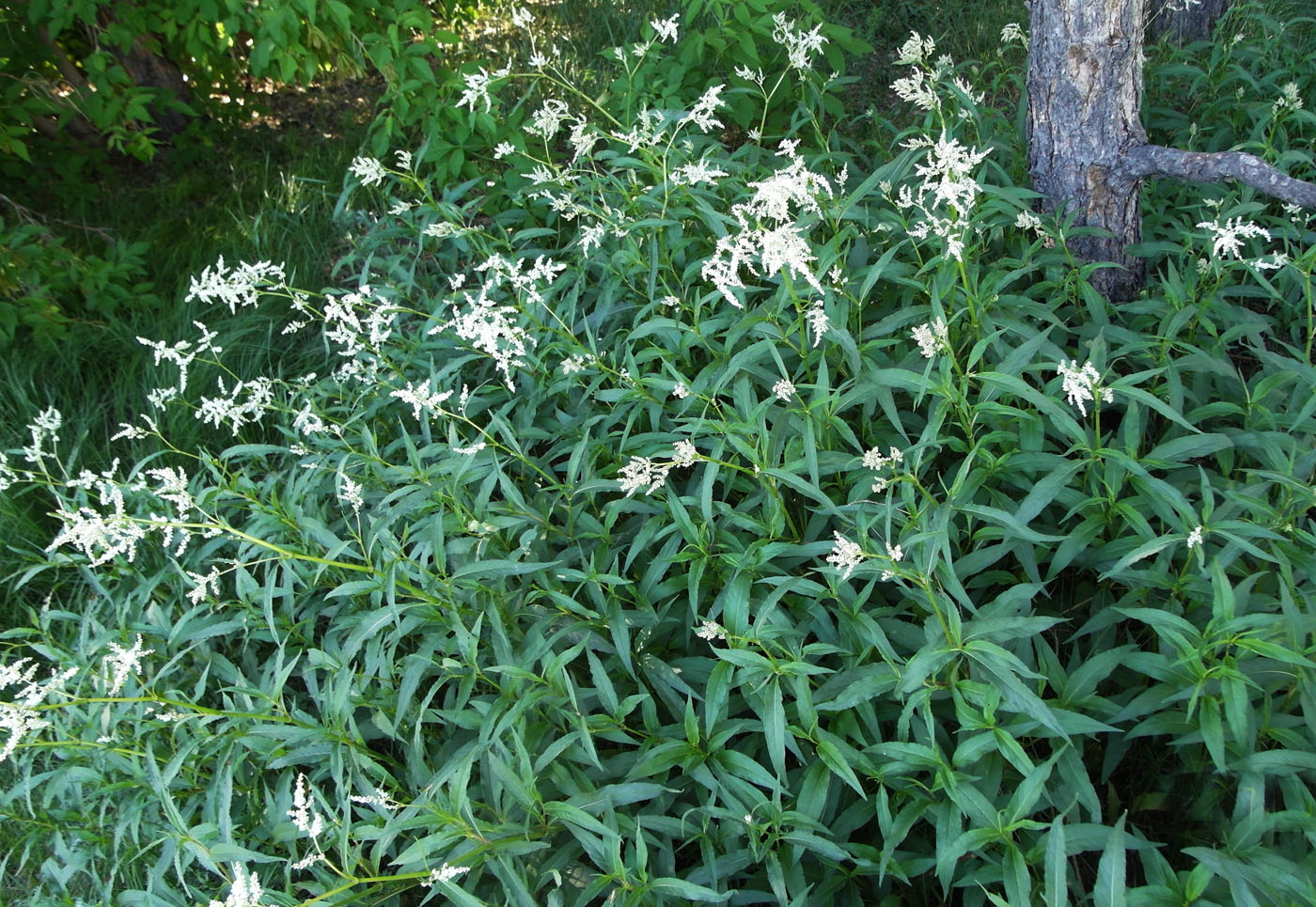 Изображение особи Aconogonon alpinum.