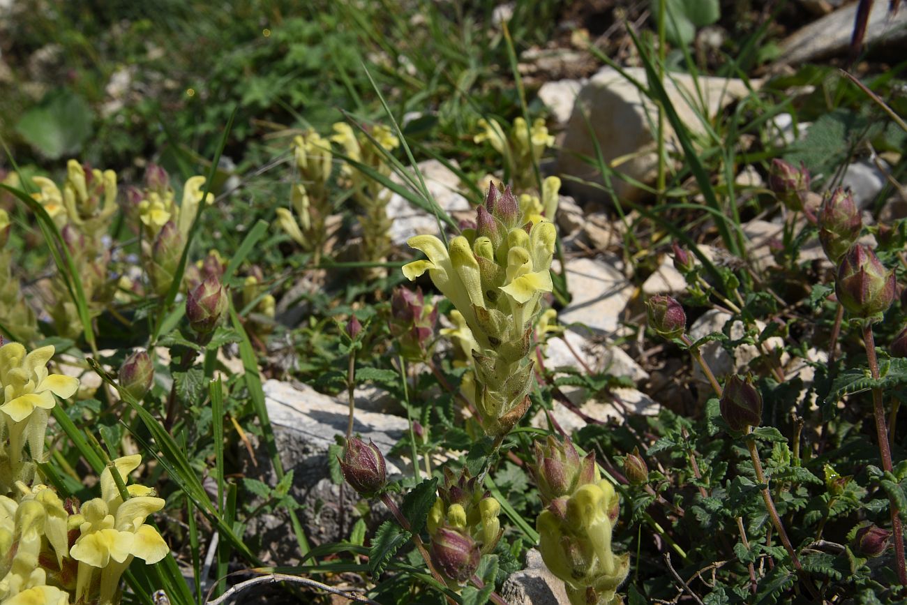 Image of Scutellaria polyodon specimen.