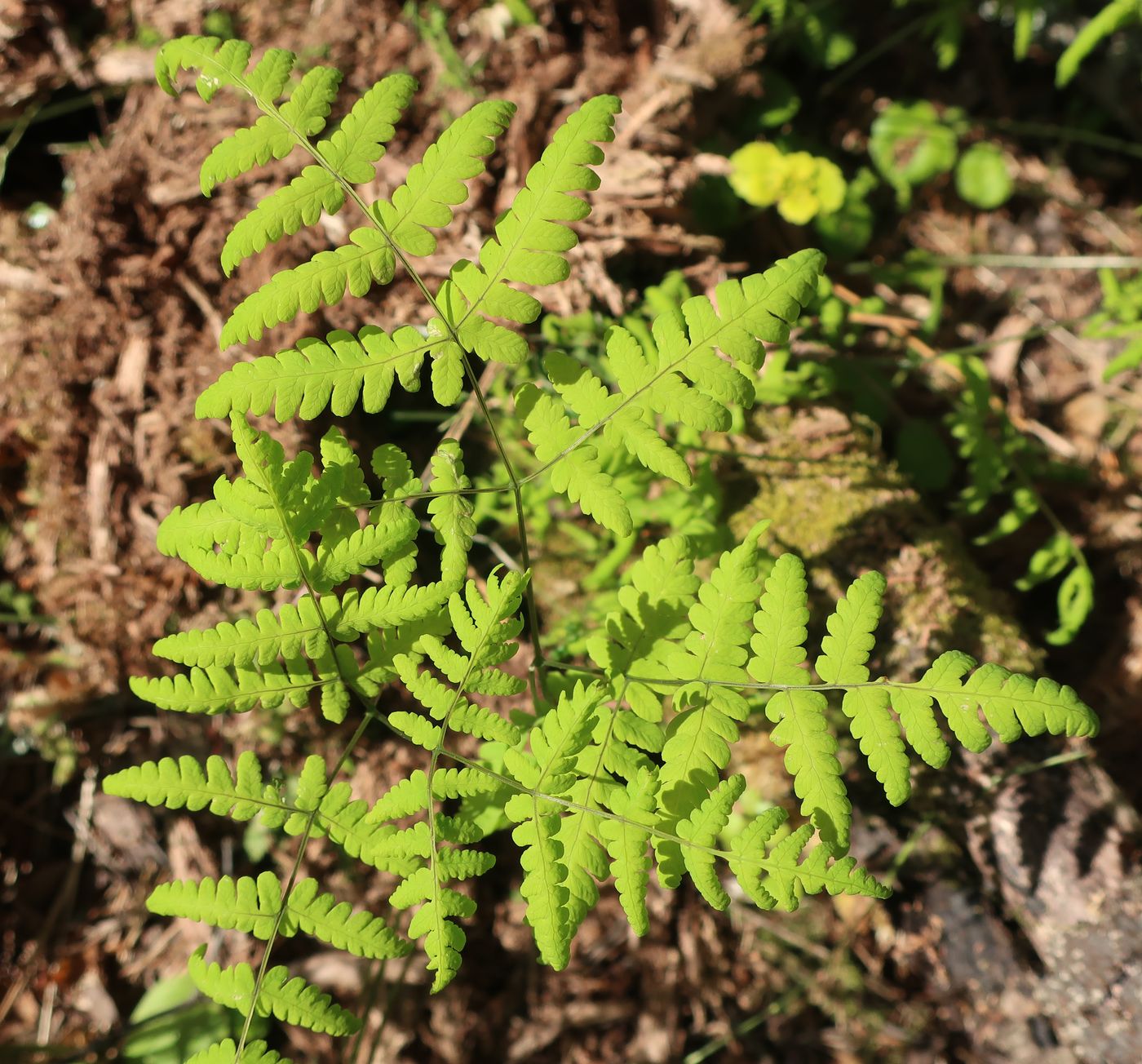 Image of Gymnocarpium dryopteris specimen.