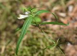 Melampyrum pratense. Верхушка побега с цветками и кормящимися тлями. Марий Эл, Звениговский р-н, Кокшайск, сосновый лес. 16.08.2022.