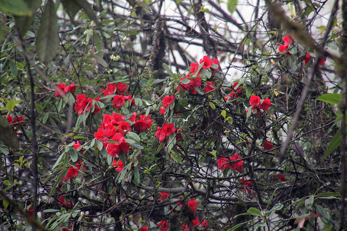 Изображение особи род Rhododendron.