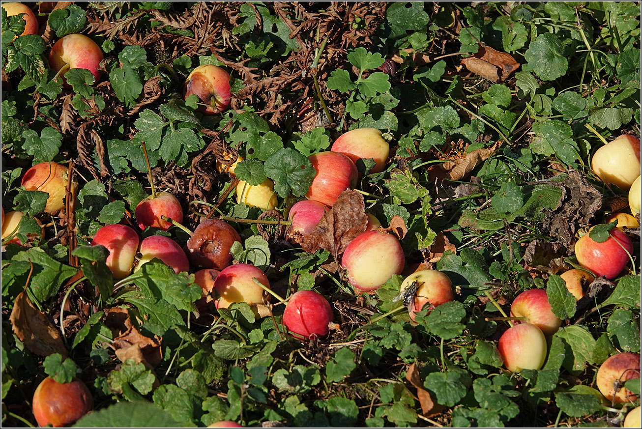 Image of Malus prunifolia specimen.