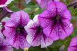 Petunia × hybrida. Цветки. Израиль, мошав Кфар-Труман, в культуре. 07.10.2022.