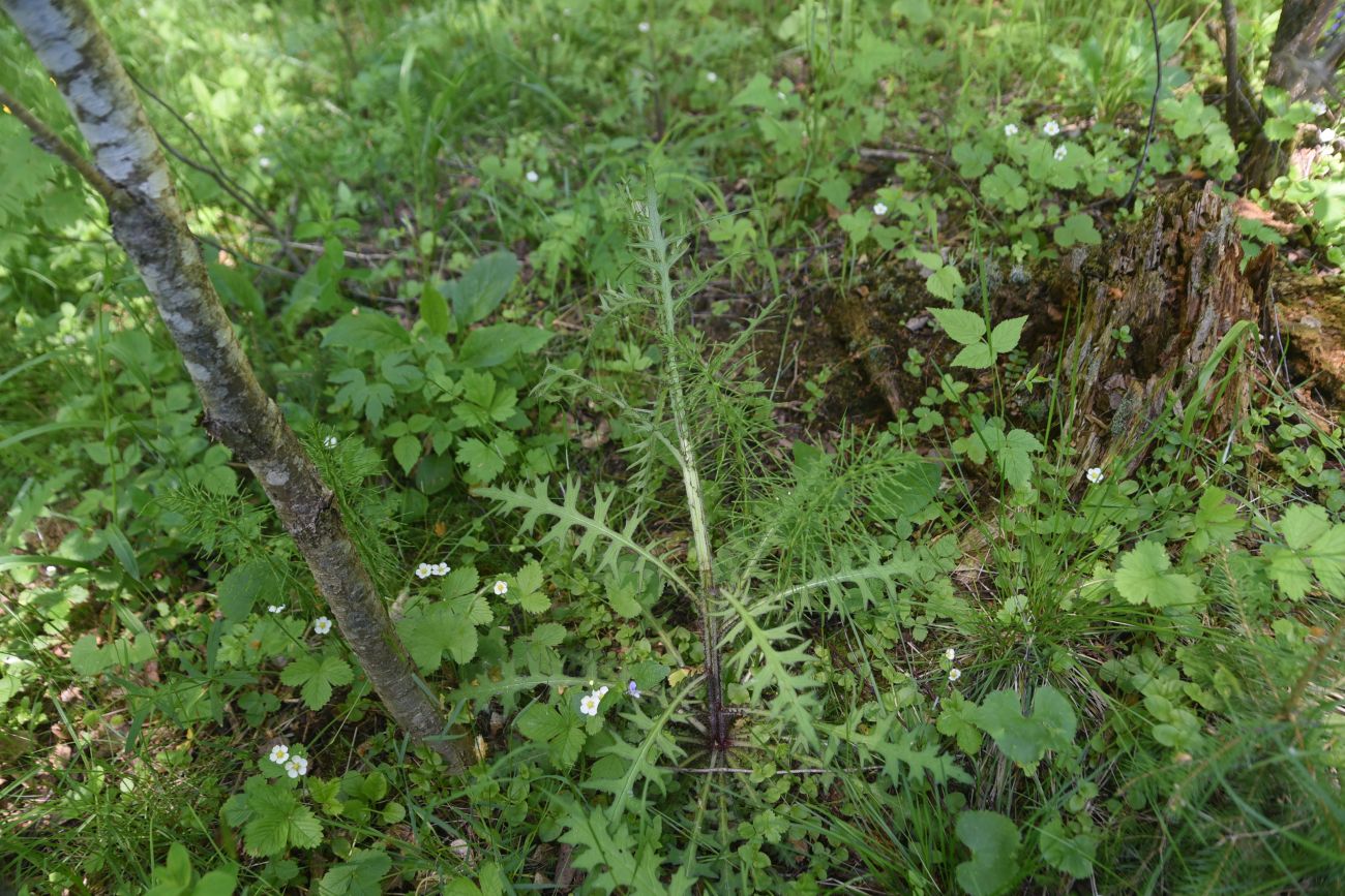 Изображение особи Cirsium palustre.