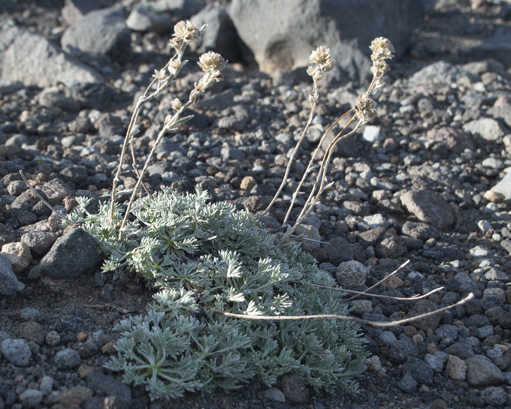 Image of Artemisia glomerata specimen.