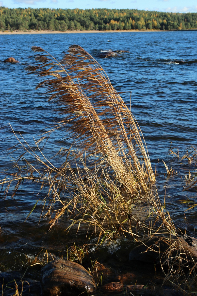 Изображение особи Phragmites australis.