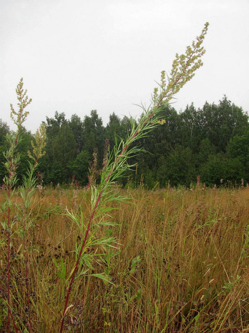 Image of Artemisia vulgaris specimen.