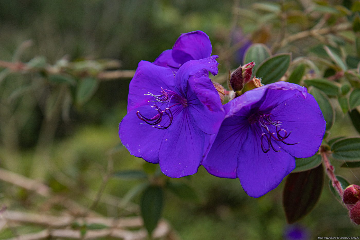 Изображение особи род Tibouchina.