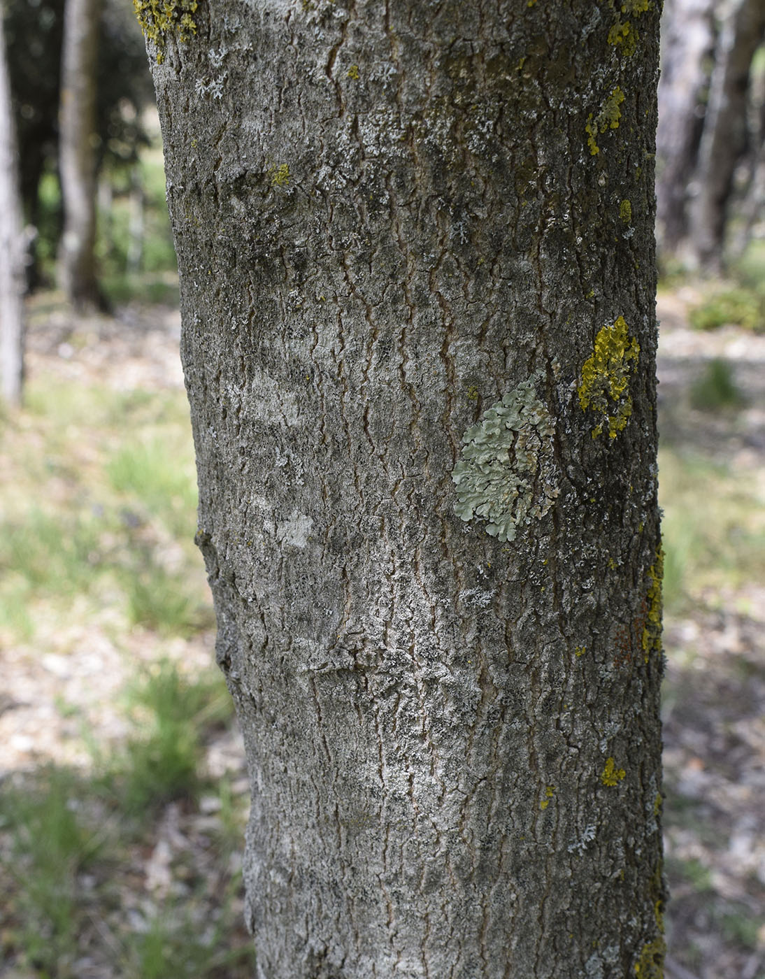 Image of Acer monspessulanum specimen.