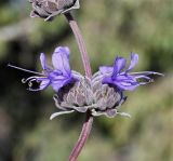 genus Salvia