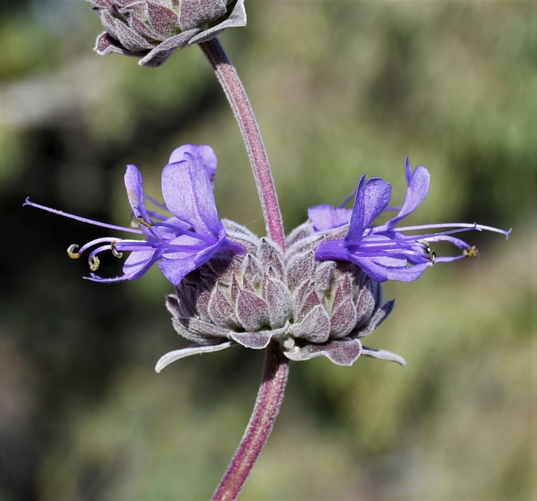 Изображение особи род Salvia.