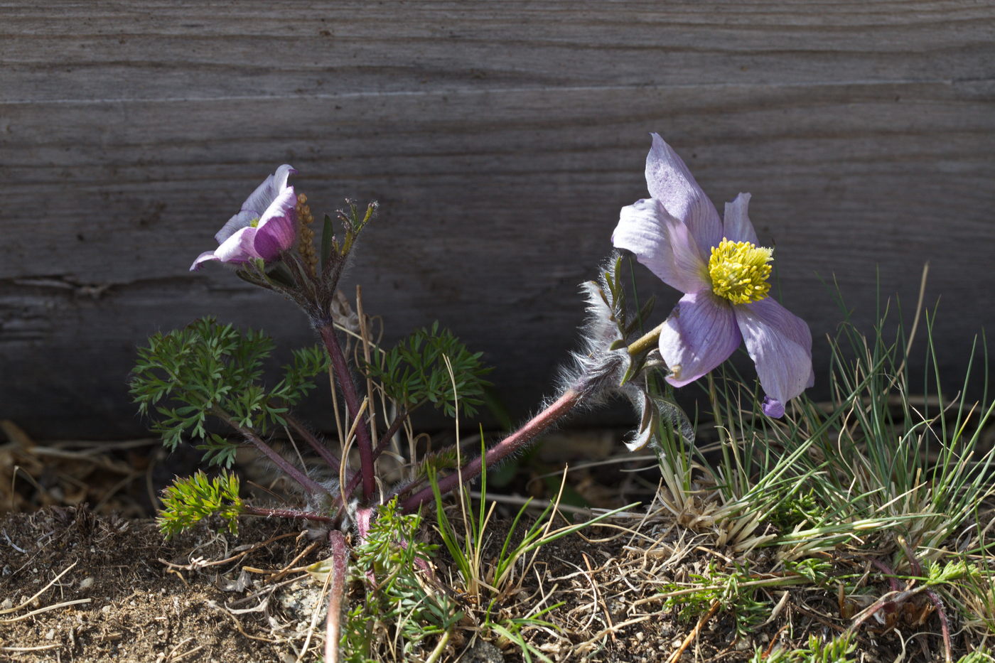 Image of Pulsatilla tenuiloba specimen.