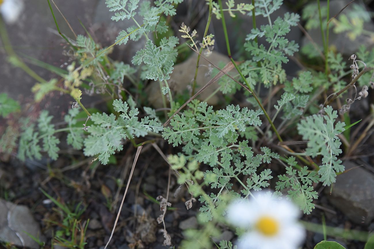 Изображение особи Pyrethrum demetrii.